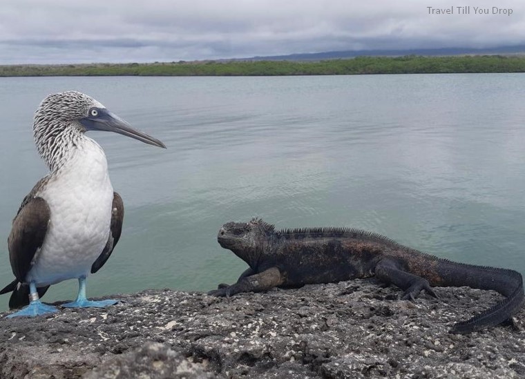 best time to visit galapagos islands