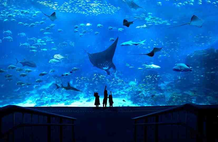 S.E.A. Aquarium - Best Place To Visit in Singapore