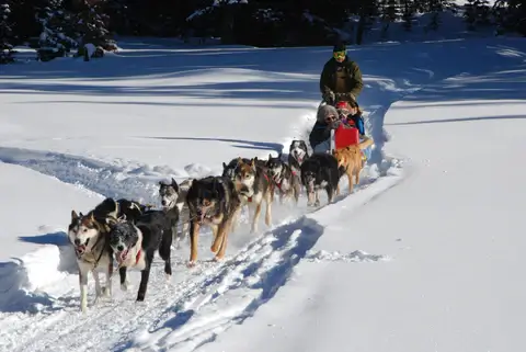 Dogsleds in Norway