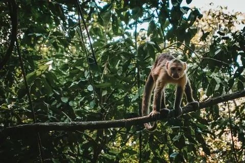 Monkey in Forest
