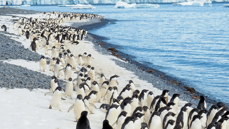 TRAVEL TO ANTARCTICA