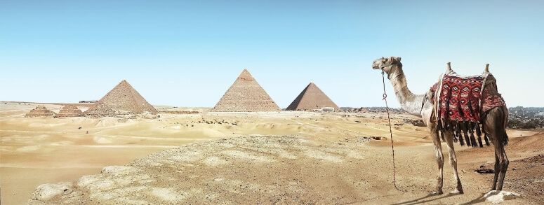 Camel Piramids