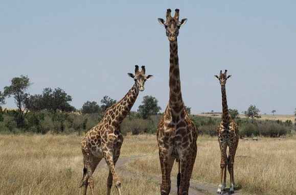 Maasai Mara National Reserve, Kenya the best african safaris for couples